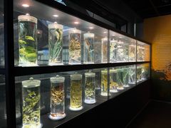 -广东中医药博物馆
