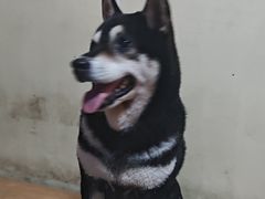 -柴犬高等学院·狗咖·柴犬售卖·宠物训练