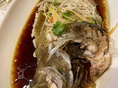 清蒸石斑鱼-新洪记·丽久饭店(铁西店)