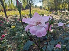 -永定河休闲森林公园