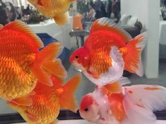 -沈阳国际会展中心管理有限公司