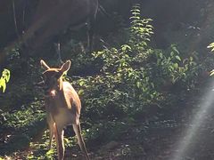 -清迈夜间动物园