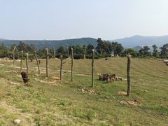 -大姆山草场