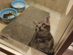 -屋虎猫馆(宝安大仟里店)