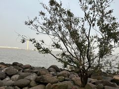 -上海吴淞炮台湾国家湿地公园