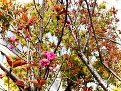 -高东镇樱花园