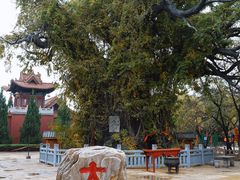 -大槐树寻根祭祖园