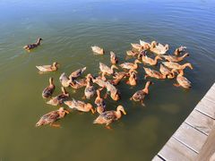 -野鸭湖国家湿地公园