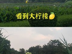 -顺峰山公园
