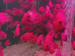 -大唐盲人按摩中心(黄山路店)