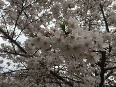 -嘉定紫藤园