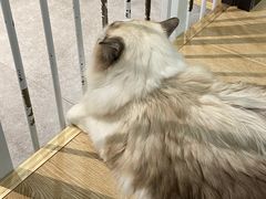 -南京Hallo宠物乐园·哈罗犬舍·柴犬繁育基地