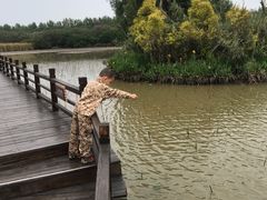 -大湾区中央湿地公园