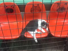 -猫咪博物馆(顶澳仔猫街店)