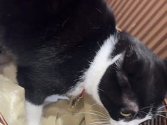 -原田新料理(1912店)