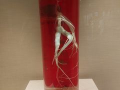 -广东中医药博物馆