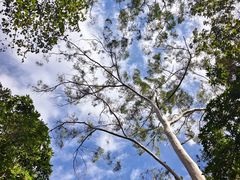 -佛山市三水区大南山森林公园