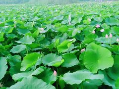 -荷塘月色湿地公园·向阳花洲