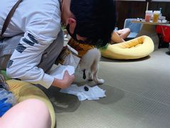 -逗柴咖啡屋·狗咖猫咖宠物桌游