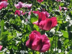 -国家植物园南园