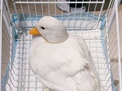 -怪兽屋·羊驼·猫咖·狗咖(俊华广场店)