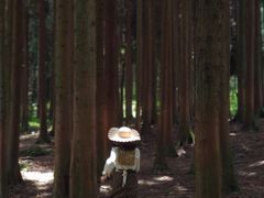 -武陵山森林公园