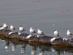 -大理洱海