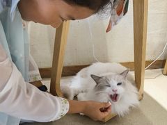 -藏猫猫咖啡主题馆(中央大道店)