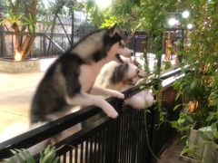 -TrueLove @ Neverland (Husky Cafe)