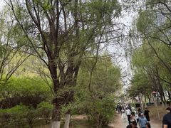 -长白岛森林公园