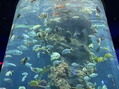-芜湖新华联大白鲸海洋公园
