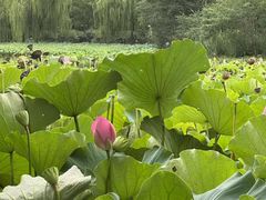 -莲花池公园