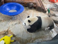-海南热带野生动植物园