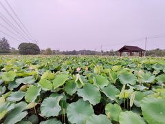 -梁鸿国家湿地公园