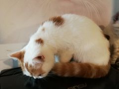 -Cappucimeow猫咪咖啡馆(韦伯时代店)