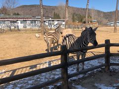 -大连森林动物园