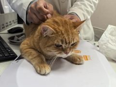 -瑞鹏宠物医院·骨科·猫科·内科(第一中心)