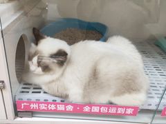 -lincat·猫舍(广州店)