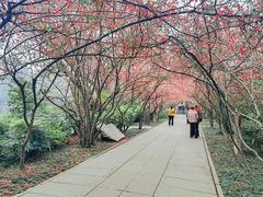 -棠湖公园