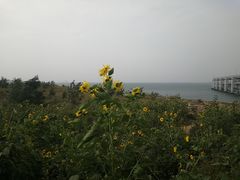 -星海湾跨海大桥