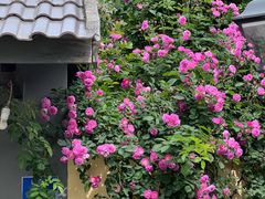 -颐和路民国时期公馆风貌区