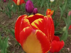 -长春公园(普阳街道)