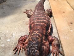 -石家庄市动物园