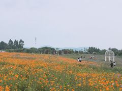 -紫颐香薰山谷景区