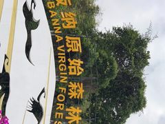 -西双版纳原始森林公园