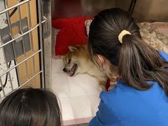 -瑞派康怡24h宠物医院·犬猫医疗中心·微创绝育(瑞景分院)