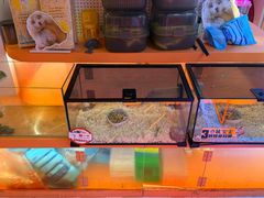 -可爱抓 COCO  GOTCHA(天津鹏欣水游城店)