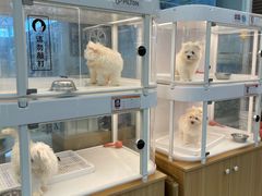 -翊宠yipet猫狗购宠庄园犬舍•猫舍