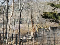 -大连森林动物园
