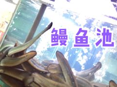 -本炙炭烤·蒲烧活鳗料理店(金沙洲店)